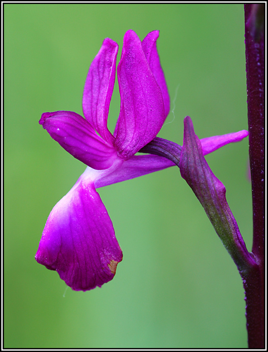 Anacamptis laxiflora / Orchide acquatica