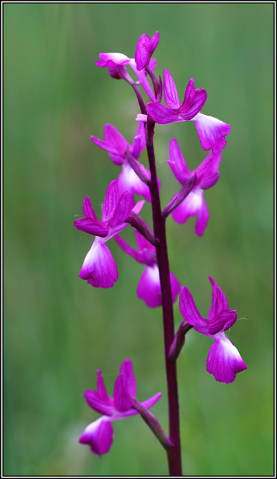 Anacamptis laxiflora / Orchide acquatica