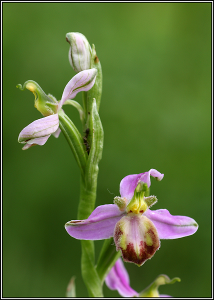Ophrys apifera var. tilaventina