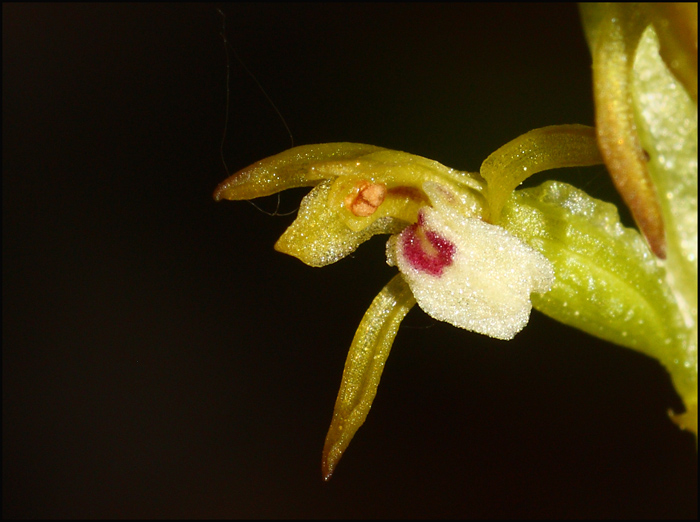 Corallorhiza trifida