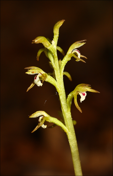 Corallorhiza trifida