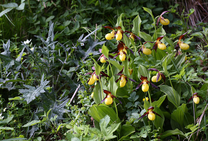 Cypripedium calceolus