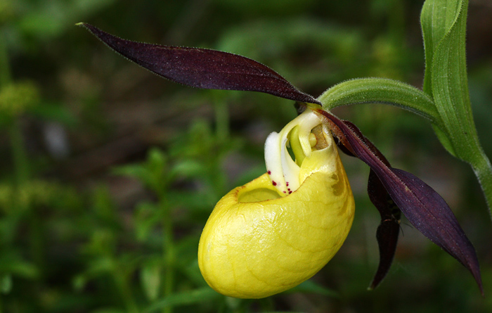 Cypripedium calceolus