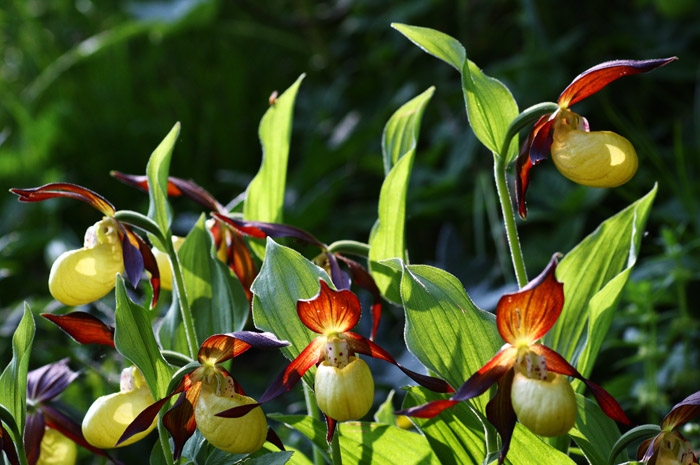 Cypripedium calceolus