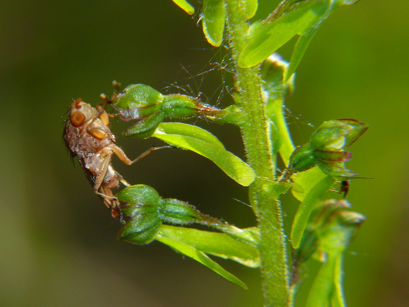 Identificazione impollinatore orchidea