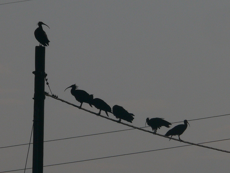Ibis eremita! Geronticus eremita
