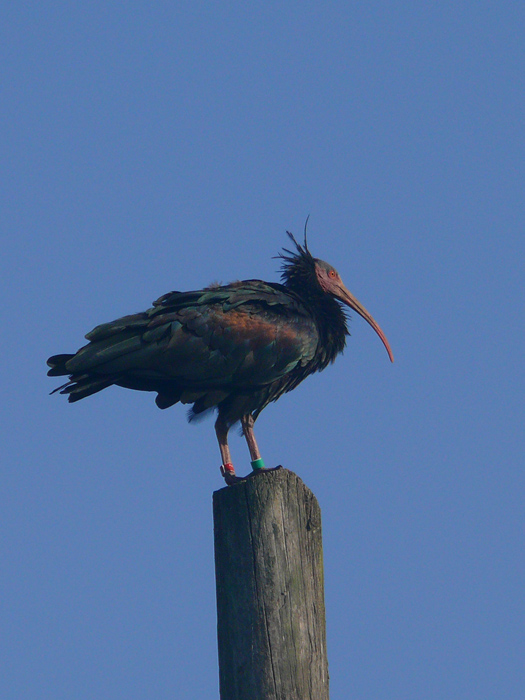 Ibis eremita! Geronticus eremita