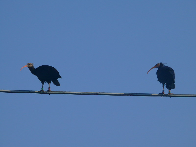 Ibis eremita! Geronticus eremita