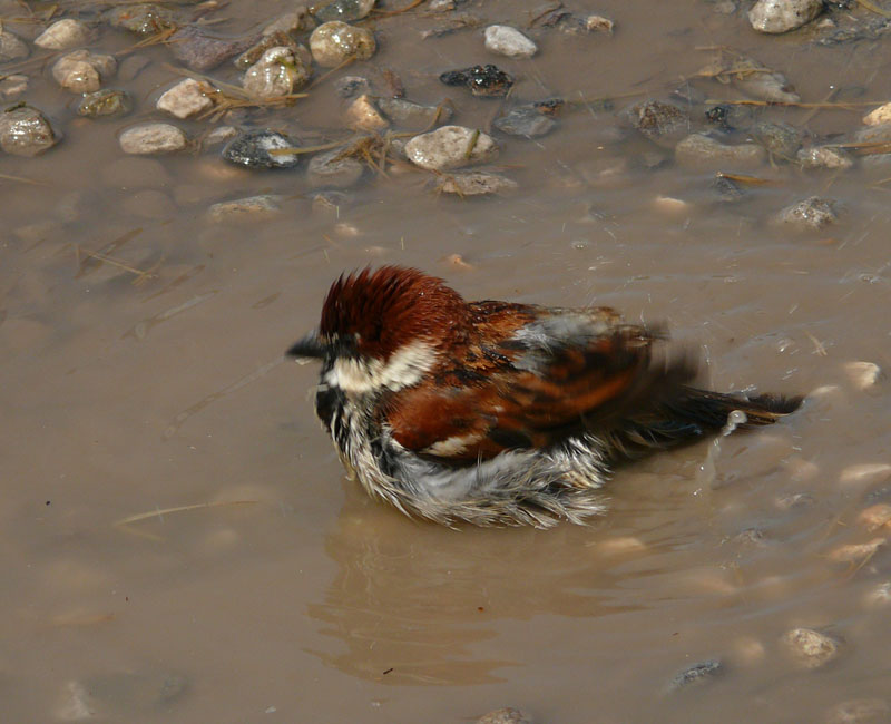 Il bagno del passero
