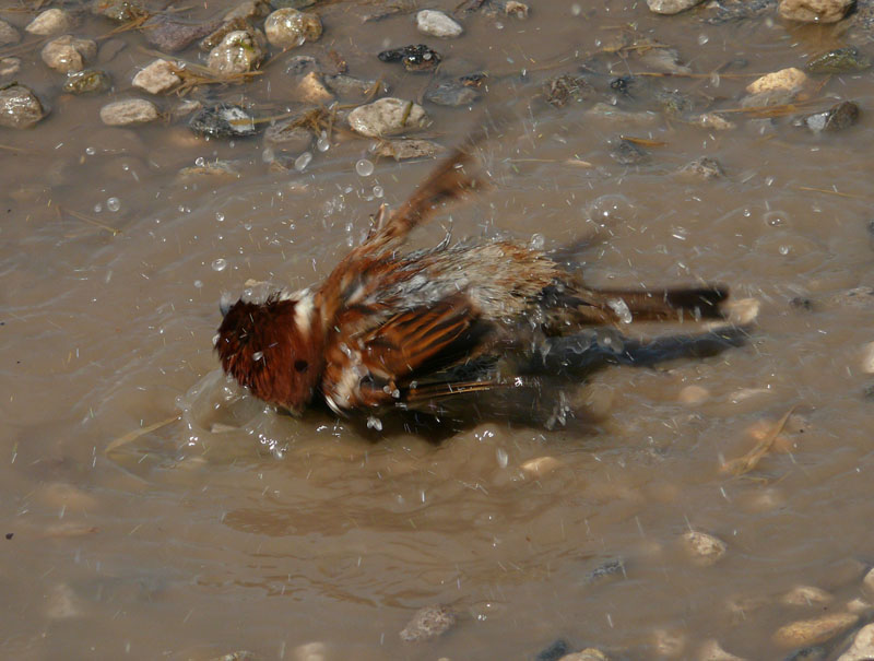 Il bagno del passero