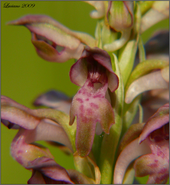 Orchis coriophora
