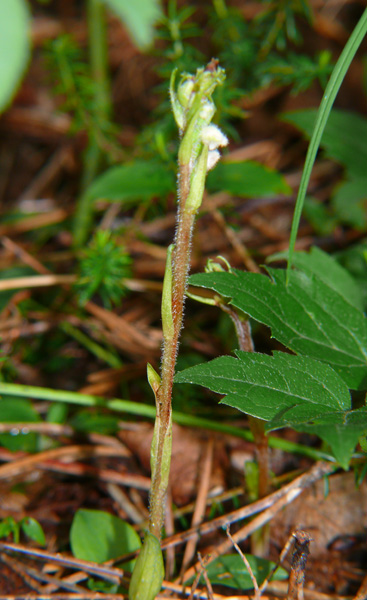 Goodyera repens