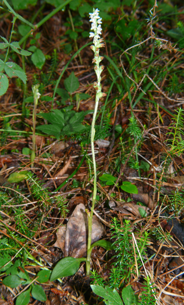 Goodyera repens