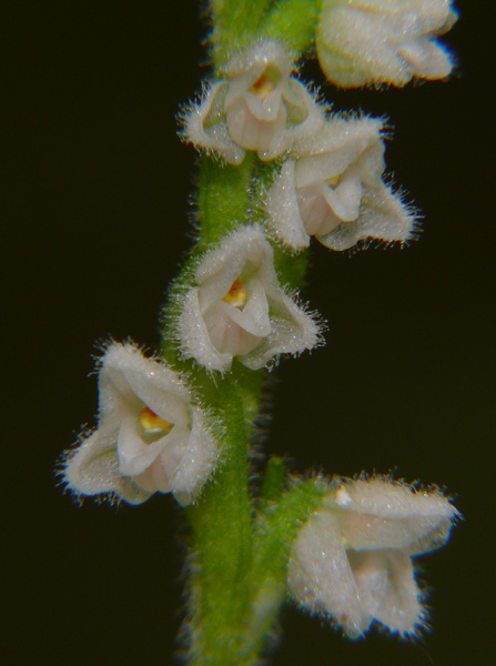 Goodyera repens