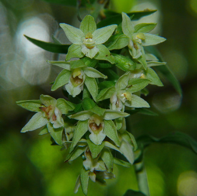 Doppia spiga in Epipactis muelleri