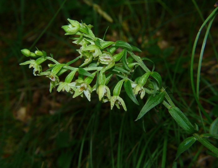 Doppia spiga in Epipactis muelleri