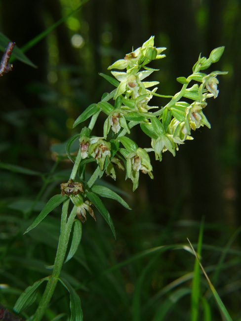 Doppia spiga in Epipactis muelleri