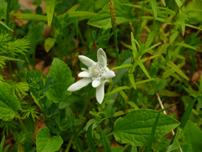 Leontopodium alpinum / Stella alpina