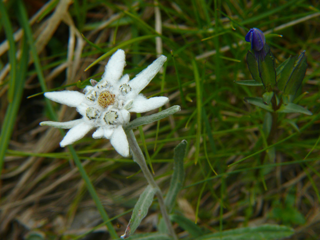 Leontopodium alpinum / Stella alpina