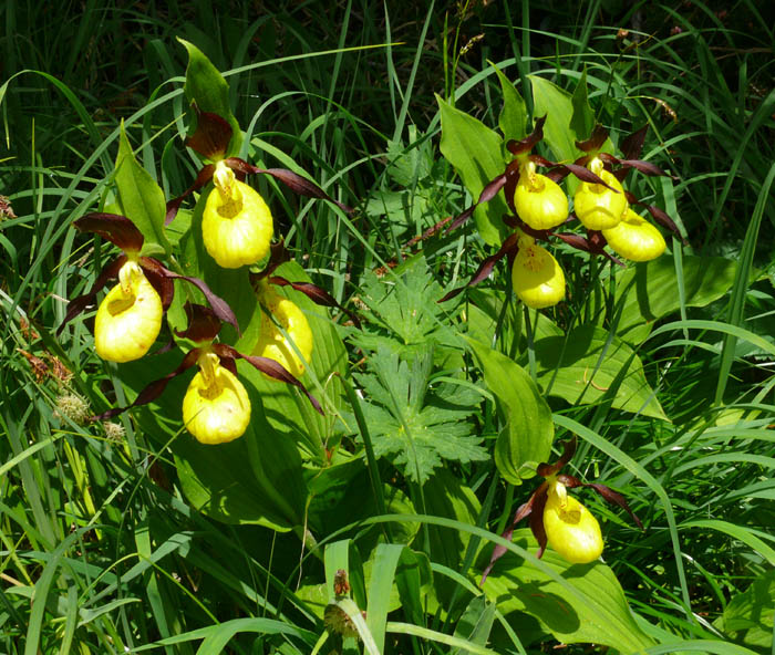 Cypripedium calceolus / Scarpetta di Venere