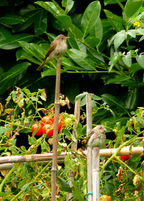 Pigliamosche - adulto e giovane