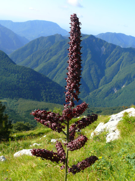 Veratrum nigrum / Veratro nero