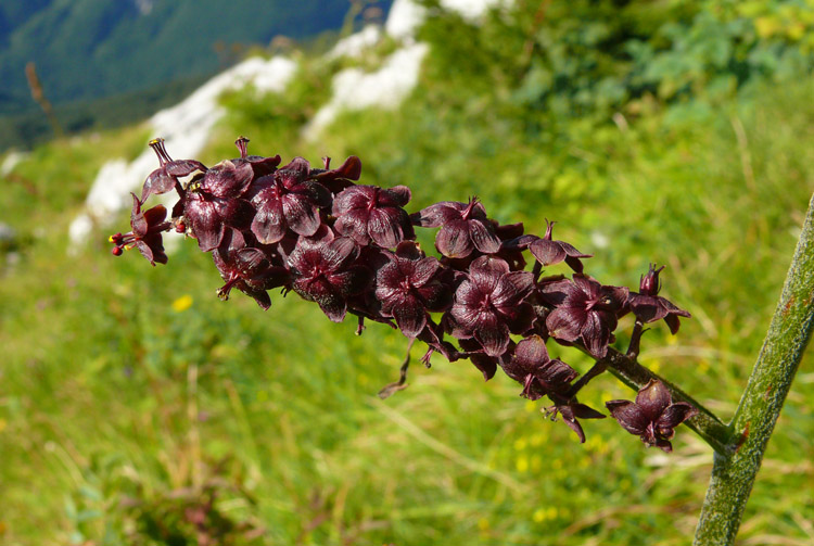 Veratrum nigrum / Veratro nero