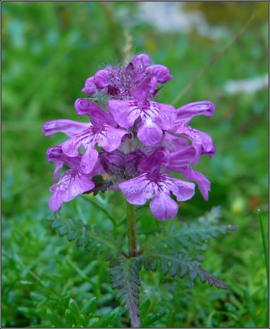 Pedicularis verticillata / Pedicolare a foglie verticillate