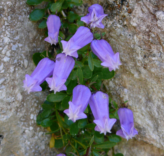 Campanula zoysii / Campanula di Zoys