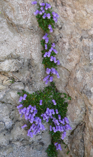 Campanula zoysii / Campanula di Zoys