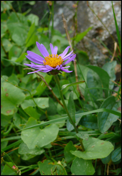Aster alpinus / Astro alpino