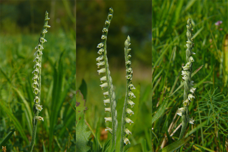 Spiranthes spiralis, l''ultima orchidea della stagione