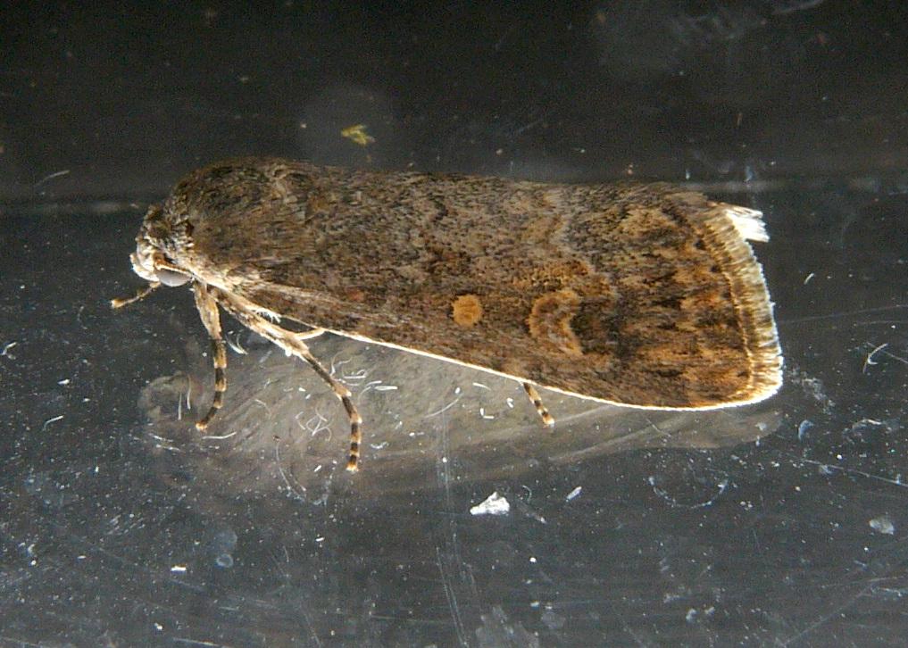 Spodoptera exigua