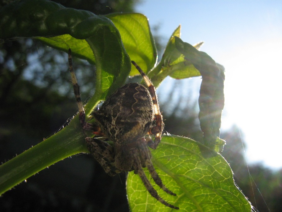 Araneus angulatus