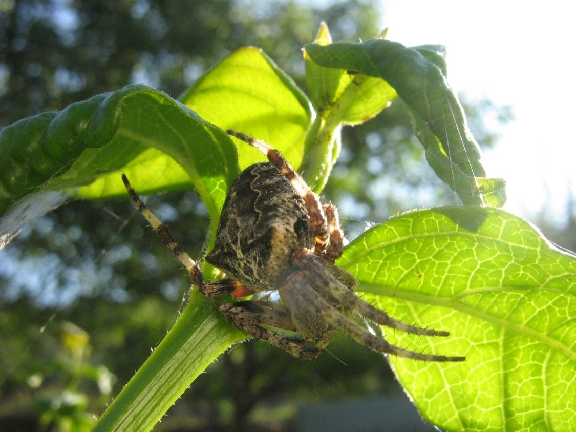 Araneus angulatus