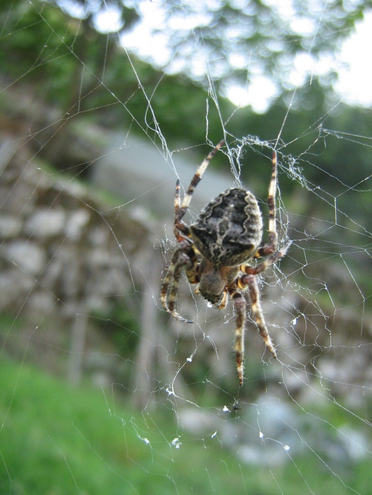 Araneus angulatus