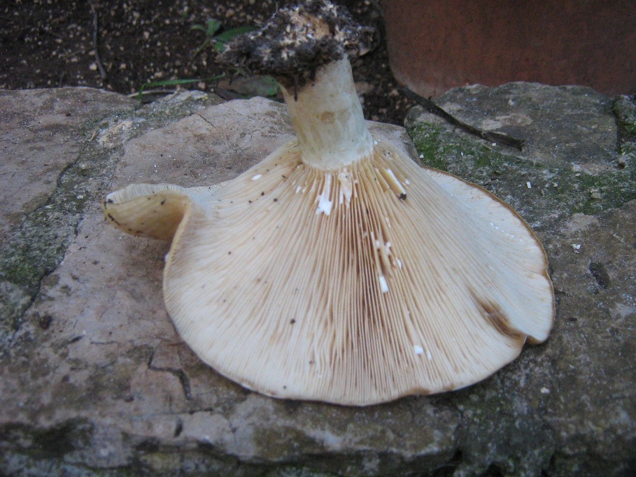 Da determinare, Lactarius?