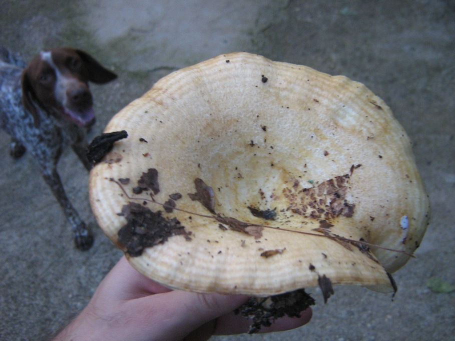 Da determinare, Lactarius?