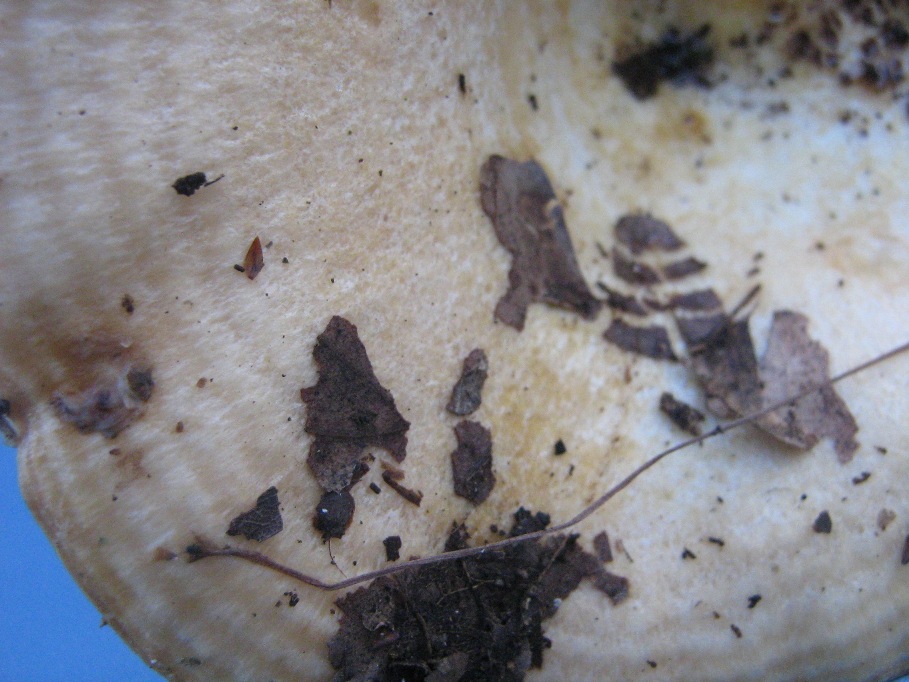 Da determinare, Lactarius?
