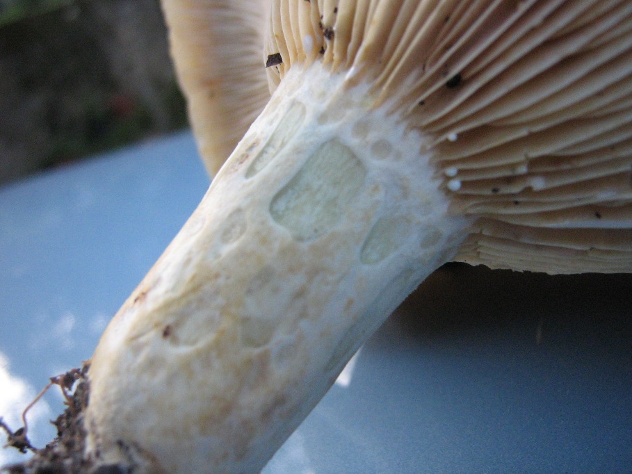 Da determinare, Lactarius?
