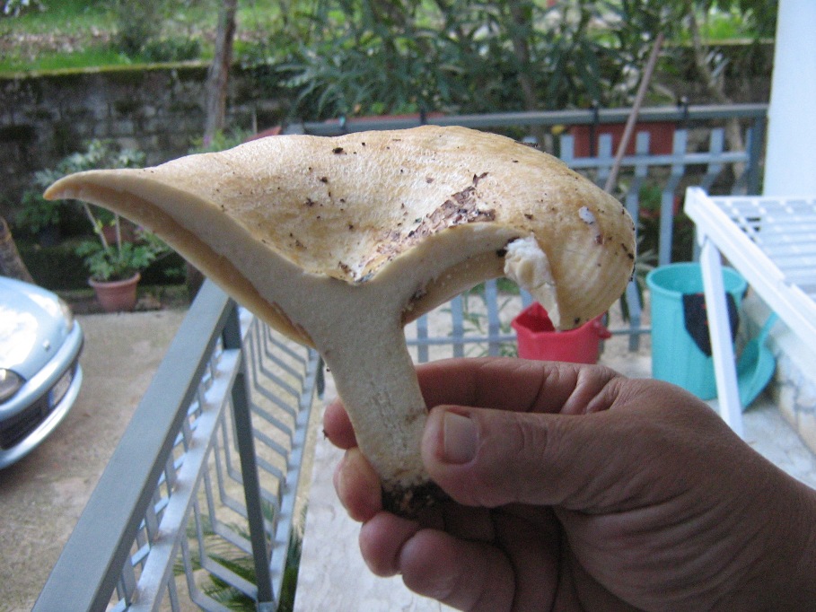 Da determinare, Lactarius?