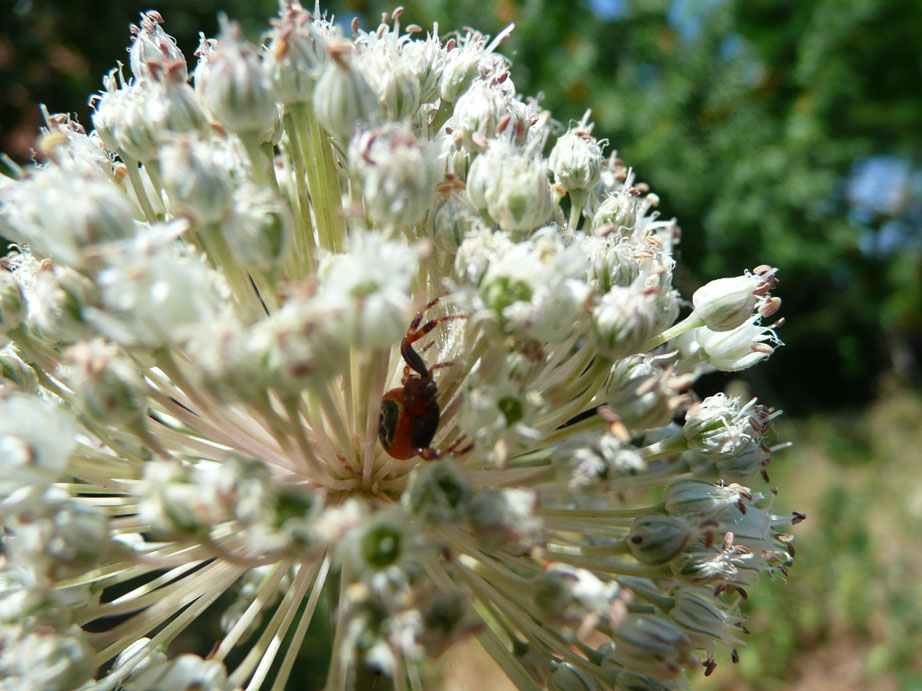 Synaema globosum