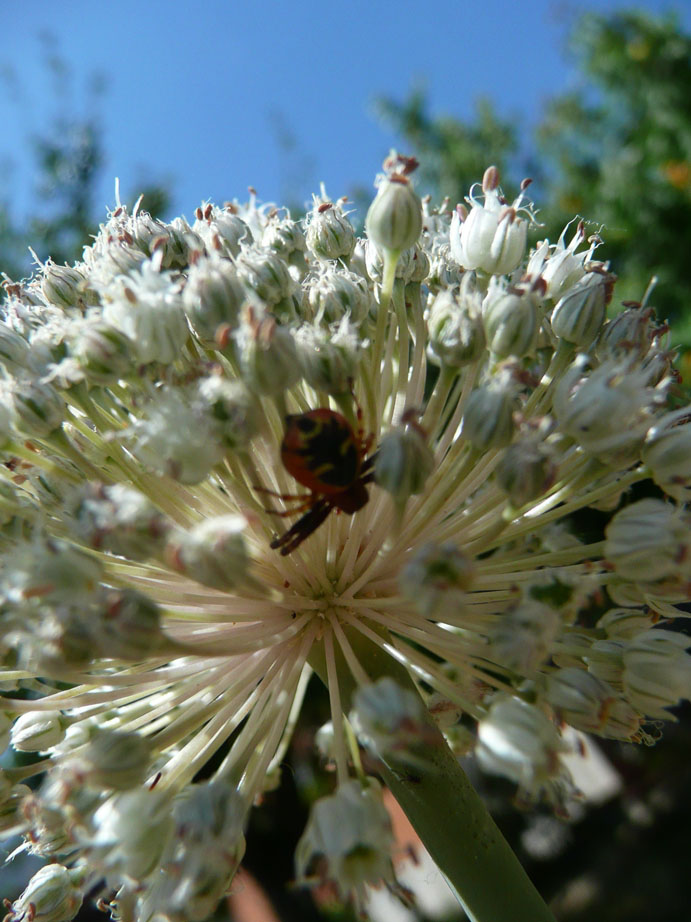 Synaema globosum