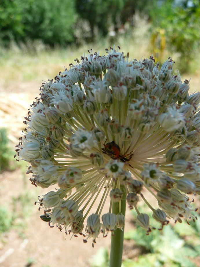 Synaema globosum