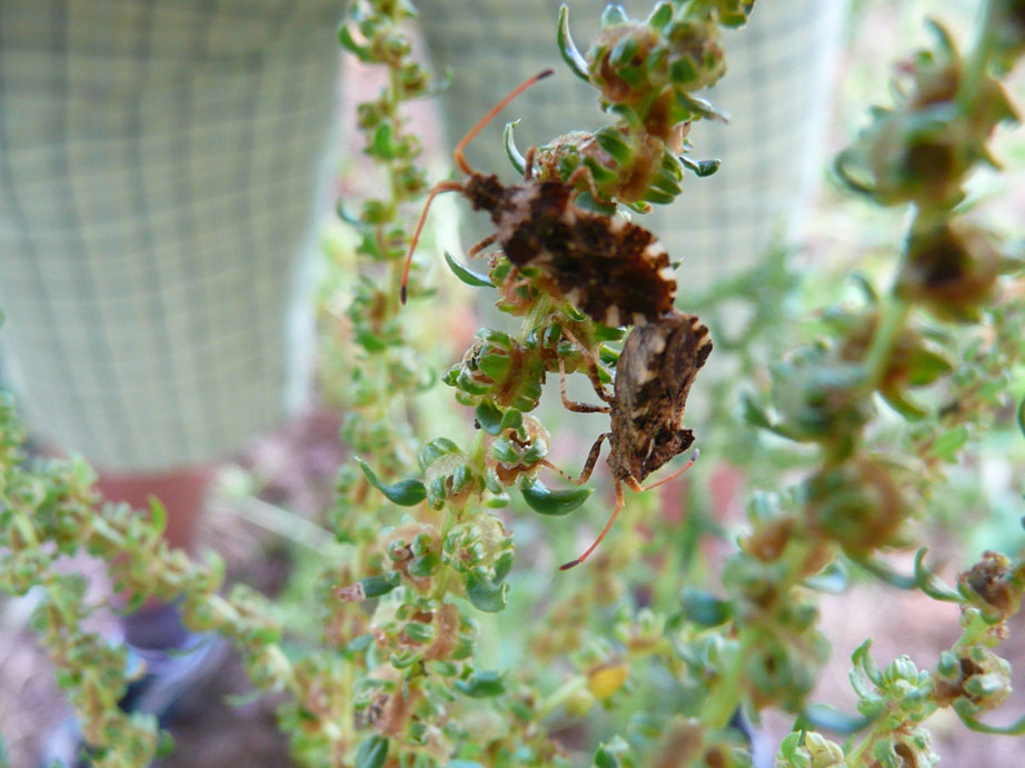 Coreidae: Centrocoris variegatus nei campi