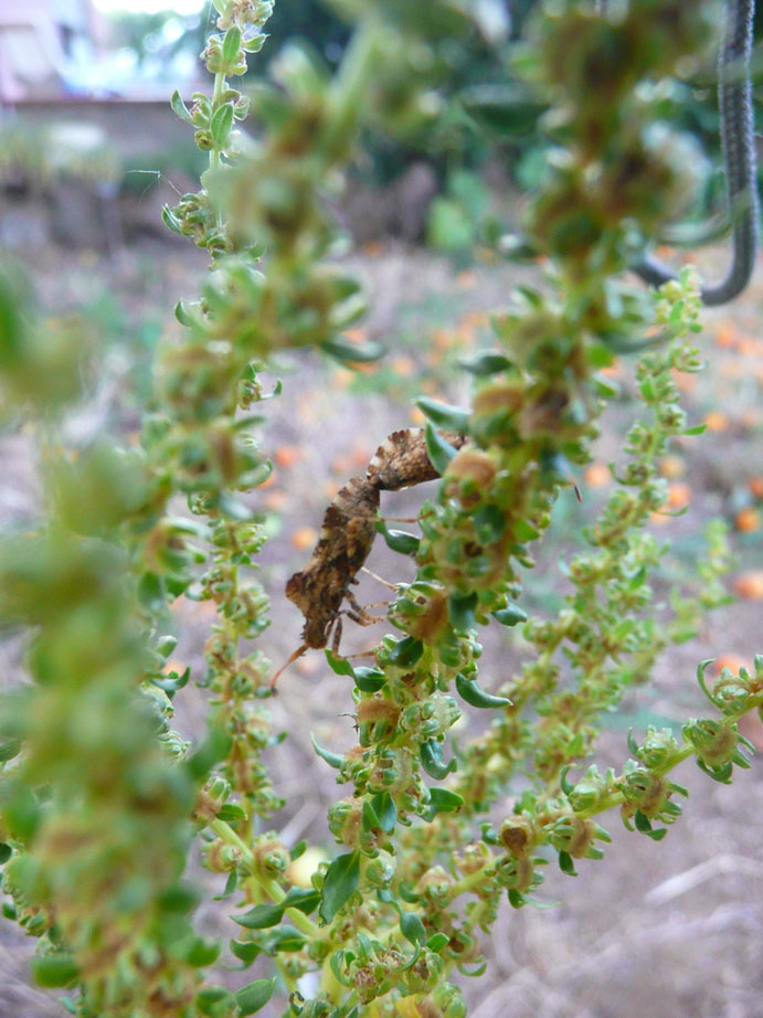 Coreidae: Centrocoris variegatus nei campi
