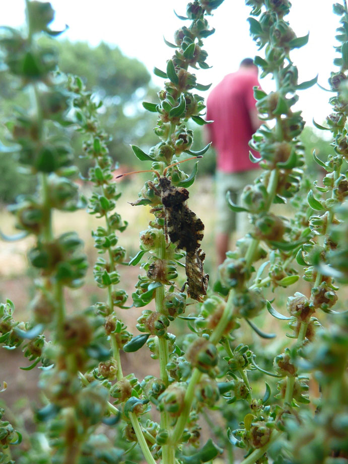 Coreidae: Centrocoris variegatus nei campi