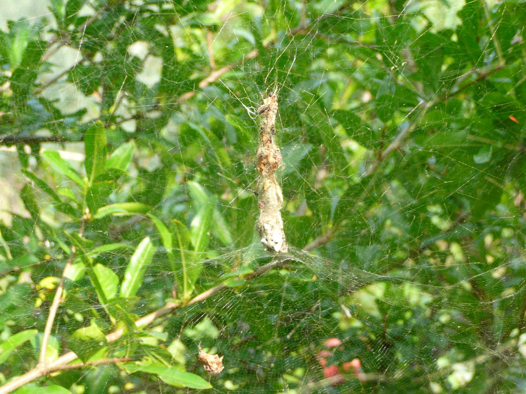 Cyrtophora citricola