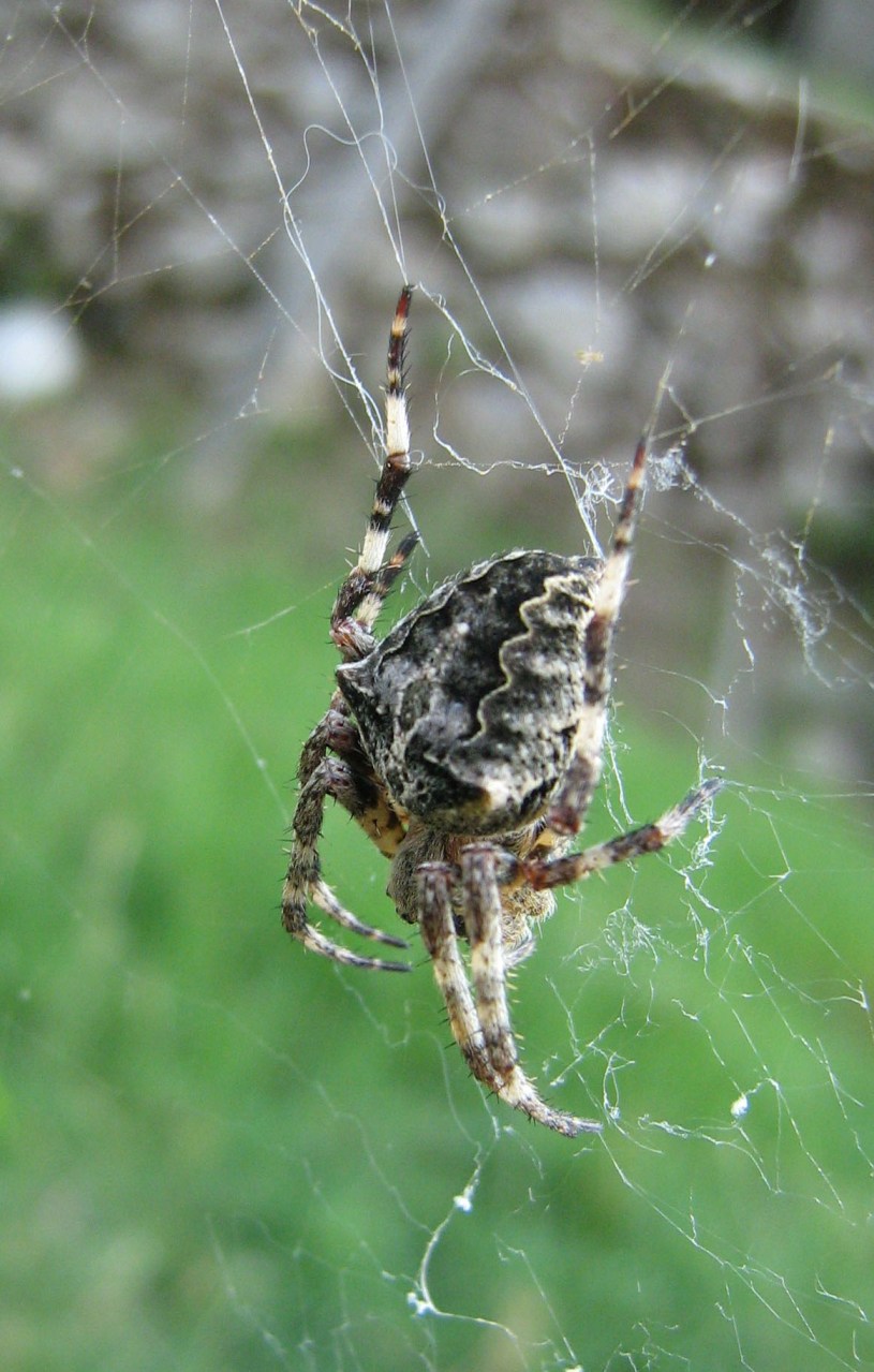 Araneus angulatus