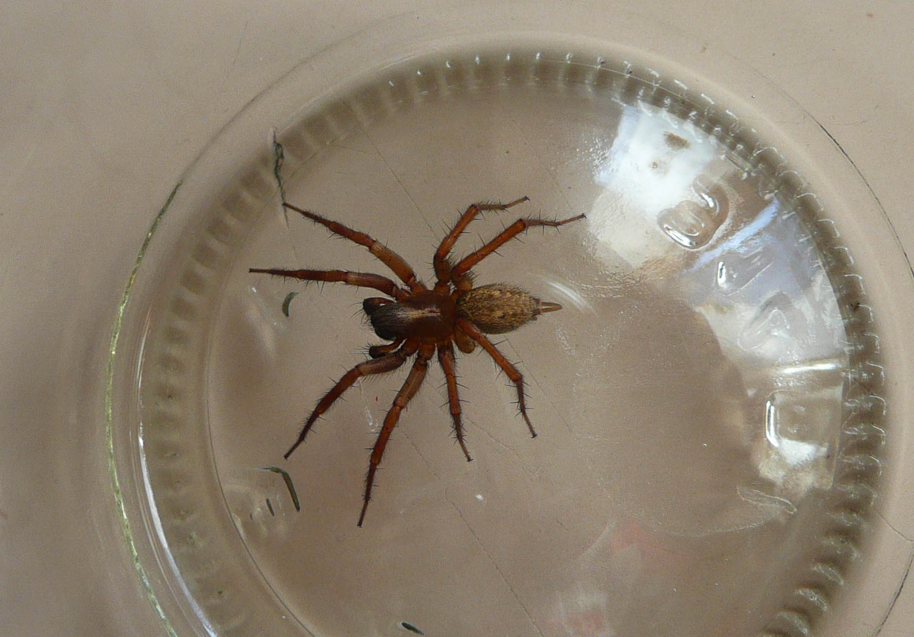 Textrix sp. o Lycosoides sp.
